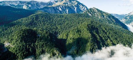 Perućica forest