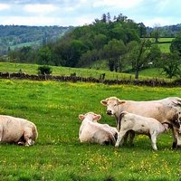 Le Charolais-Brionnais