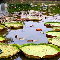 Kebun Raya Bogor