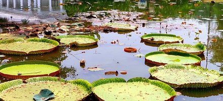 Kebun Raya Bogor