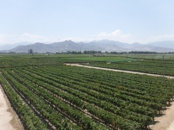 Wineries and Vineyards for traditional Pisco Produ by Frédéric M