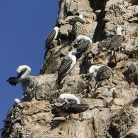 Guano Islands, Islets, and Capes National Reserve by Frédéric M