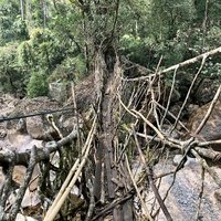 Jingkieng jri: Living Root Bridge by Stanislaw Warwas