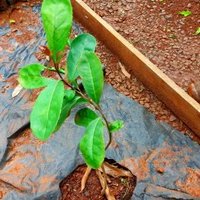 Yerba Mate Cultural Landscape