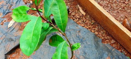 Yerba Mate Cultural Landscape