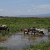 Amboseli National Park 
