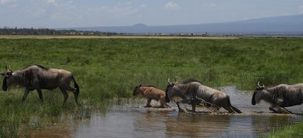 Amboseli National Park 