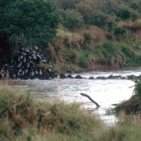 Maasai Mara Game Reserve