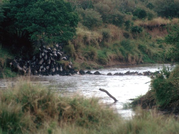 Maasai Mara Game Reserve by Solivagant