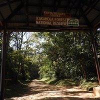 Kakamega Forest