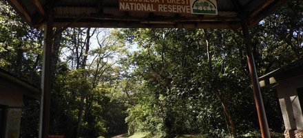 Kakamega Forest