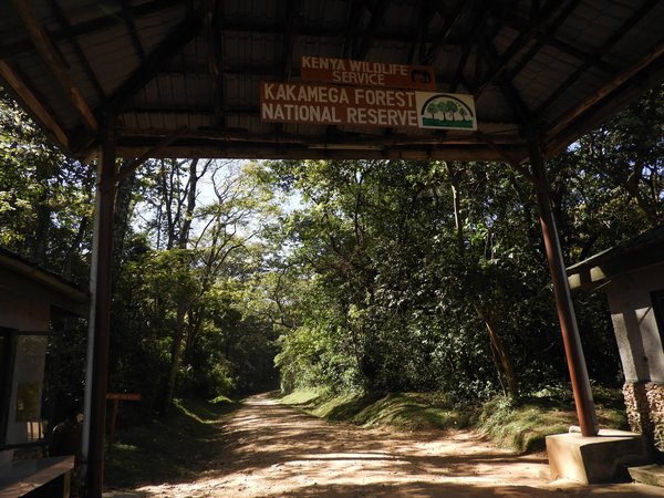 Kakamega Forest by Roman Bruehwiler