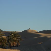 Paysage Oasien d’Oued Souf by Roman Bruehwiler