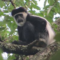Virunga Black-and-white colobus
