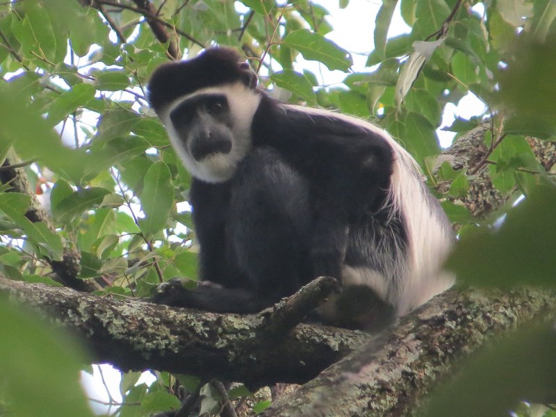 Virunga Black-and-white colobus