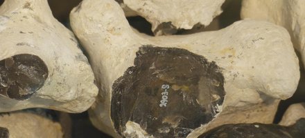 Neolithic Flint Mines at Spiennes