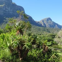 Cape Floral Region by Els Slots
