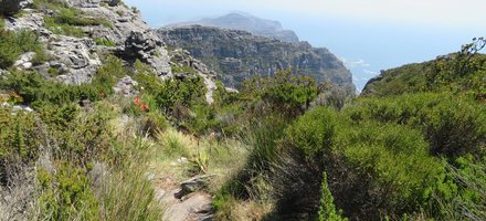 Cape Floral Region