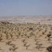 Land of Frankincense by Els Slots