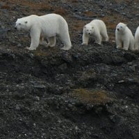 Wrangel Island by Roman Bruehwiler