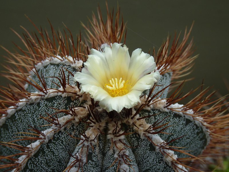 Kew Gardens by Squiffy
