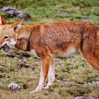Bale Mountains National Park