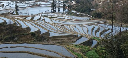 Hani Rice Terraces