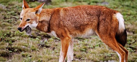 Bale Mountains National Park