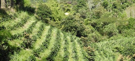 Coffee Cultural Landscape