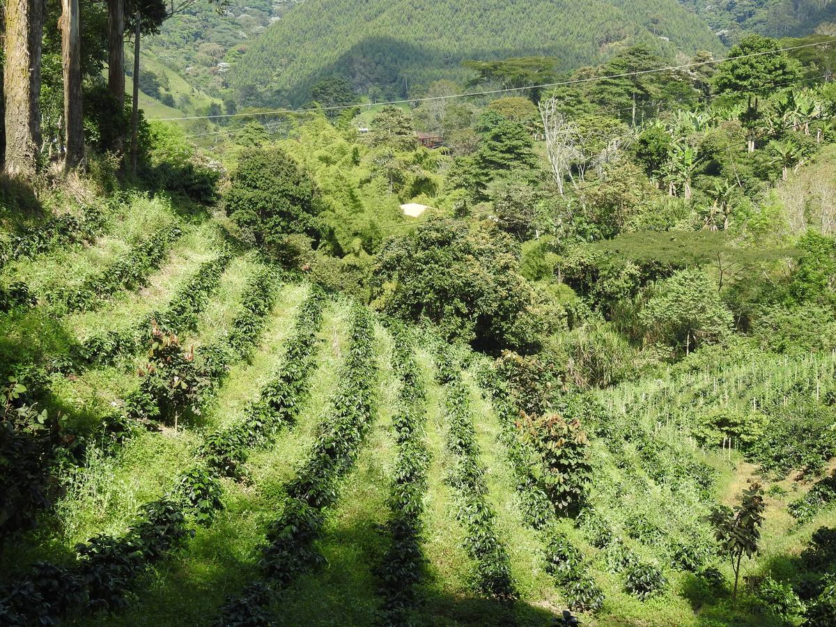 Coffee Cultural Landscape: UNESCO World Heritage Site Travel Guide