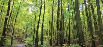 Primeval Beech Forests