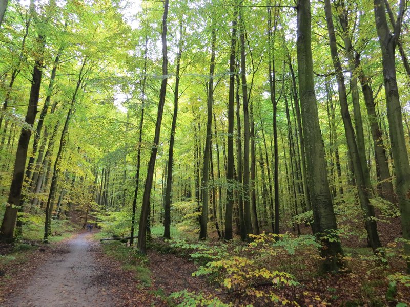 Primeval Beech Forests by Els Slots
