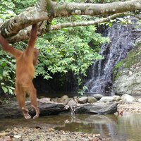 Tropical Rainforest Sumatra by Clyde
