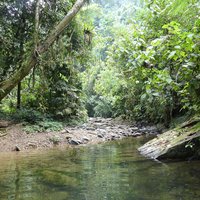 Tropical Rainforest Sumatra