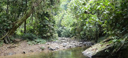 Tropical Rainforest Sumatra