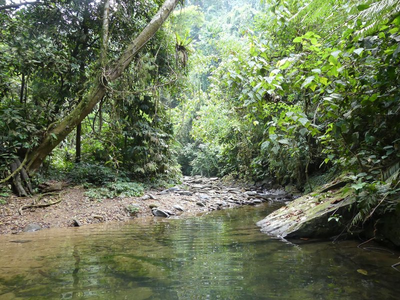 Tropical Rainforest Sumatra by Clyde