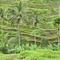 Bali Subak system