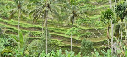 Bali Subak system