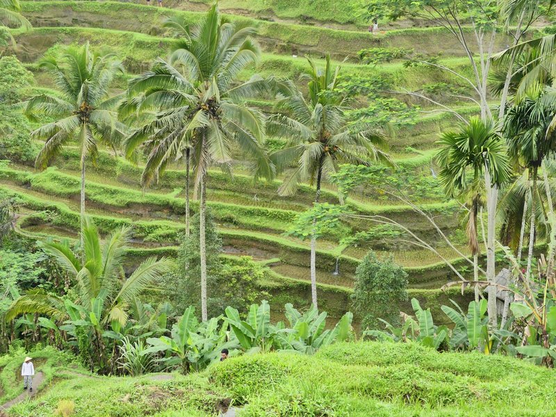 Bali Subak system by Carlo Sarion