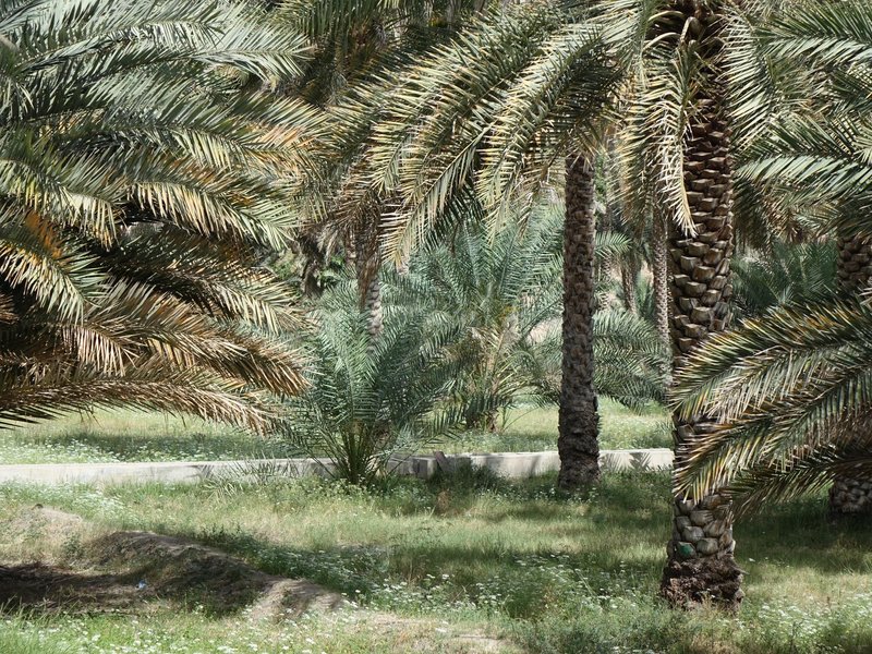 Aflaj irrigation system by Els Slots