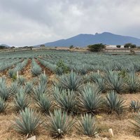 Tequila by Els Slots