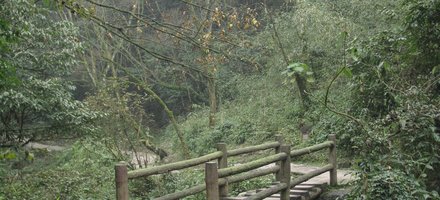 Sichuan Giant Panda Sanctuaries