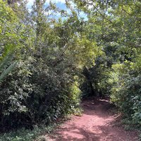 Mijikenda Kaya Forests