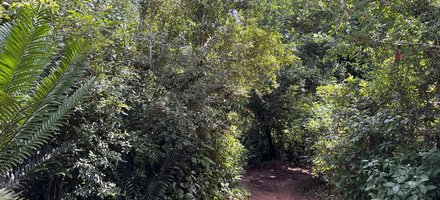 Mijikenda Kaya Forests