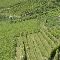 Lavaux, Vineyard Terraces by Els Slots