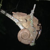 Rainforests of the Atsinanana by Els Slots