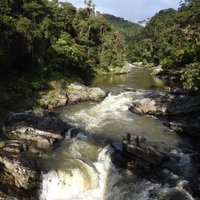 Rainforests of the Atsinanana