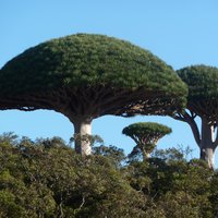 Socotra Archipelago by Roman Bruehwiler