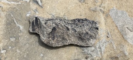 Joggins Fossil Cliffs