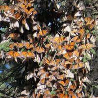 Monarch Butterfly Biosphere Reserve by Els Slots